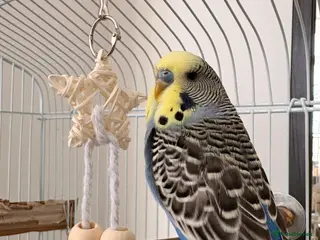 Budgerigars birds Male budgie 6 months in Bournemouth - Advert 12