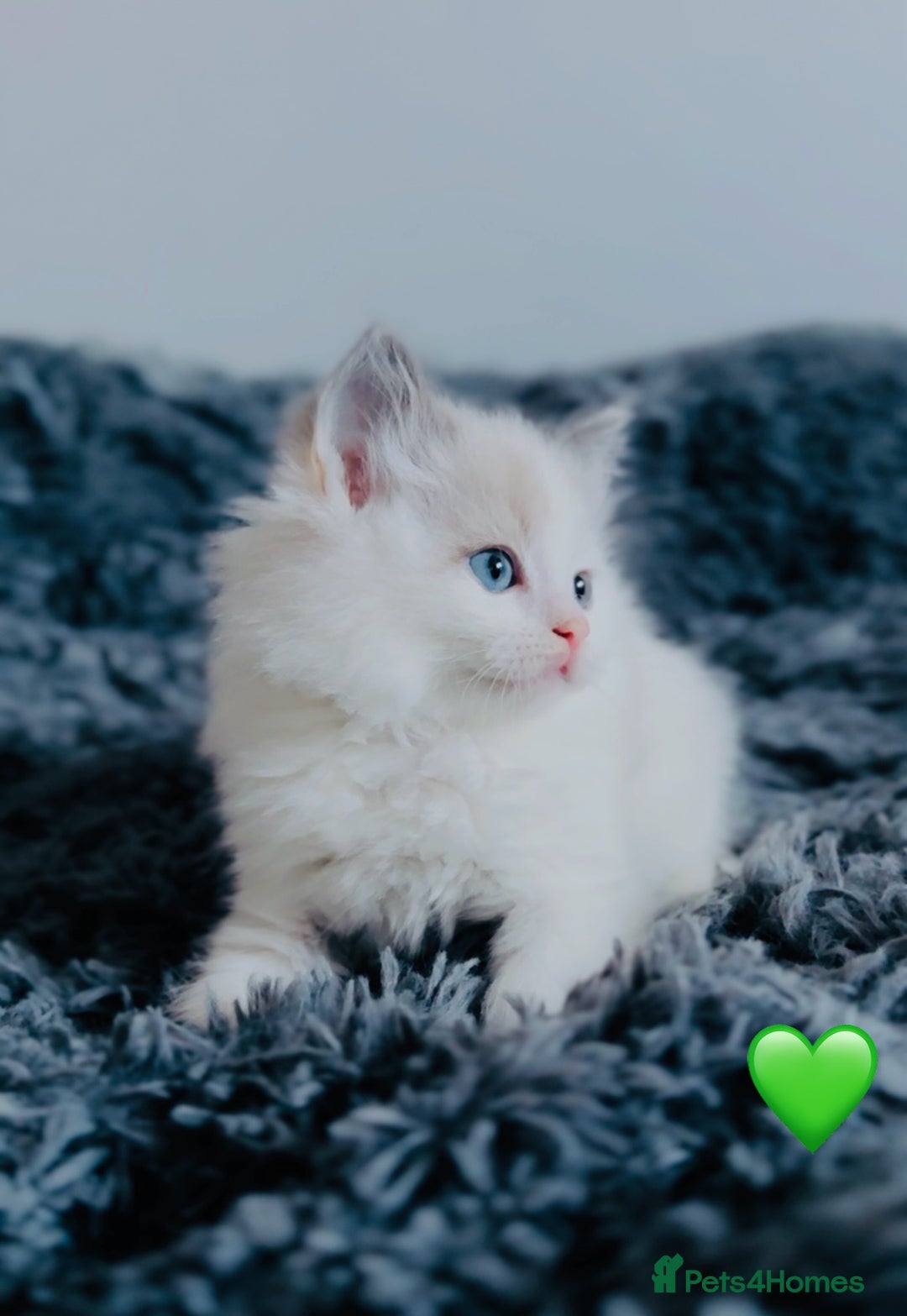 Ragdoll cats for sale: 🩷🐾Tica full Pedigree🐾EU Ragdoll 🐱🐾DNA Clear - Advert 13