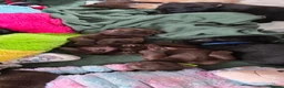 Labrador Retriever dogs for sale: STUNNING KC REG CHAMPION BLOODLINE PUPPIES 🏆🍫 - Advert 9