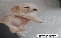 Labradoodle dogs for sale: Beautiful labradoodle pups  - Image 18