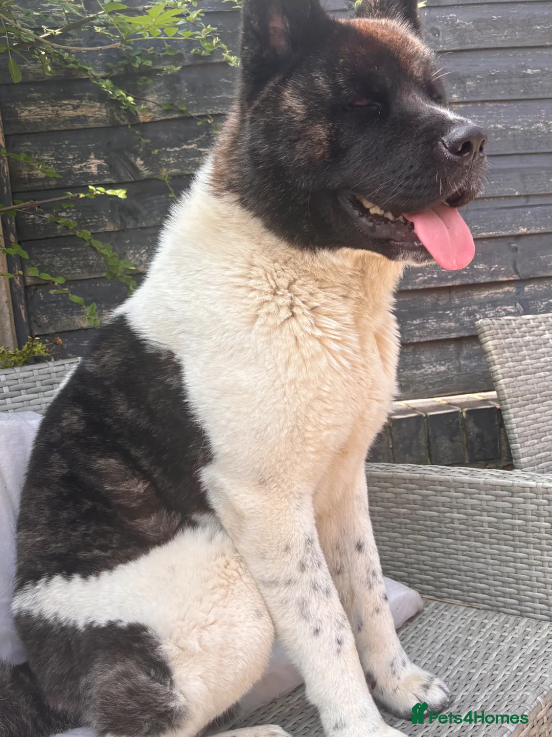 Akita dogs for sale: Turbo - Advert 2
