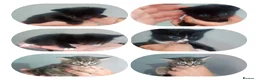Mixed Breed cats for sale: 3 lovey kittens for sale - Advert 2
