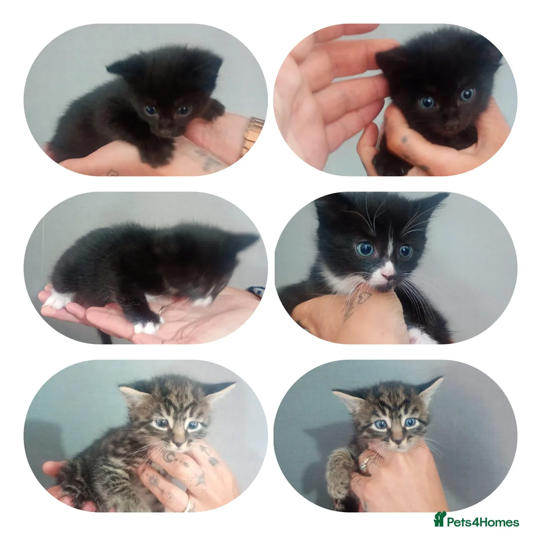 Mixed Breed cats for sale: 3 lovey kittens for sale - Advert 2