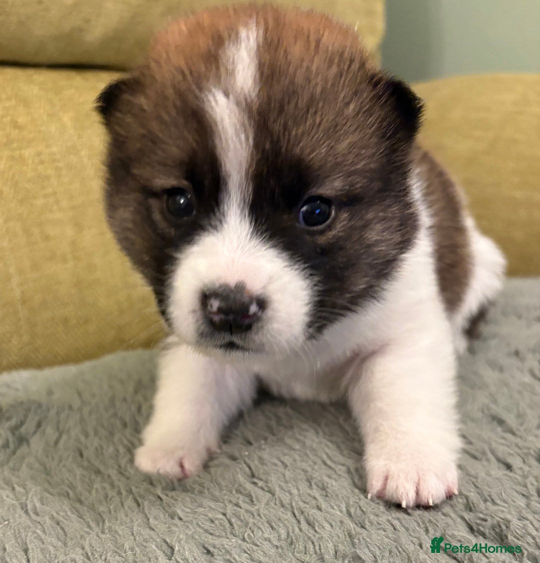 Mixed Breed dogs for sale: Pomskiba Inu Puppies. Shiba Inu x Pomsky - Advert 7
