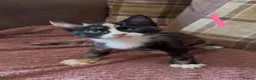 Mixed Breed cats for sale: 7 beautiful kittens  - Advert 7