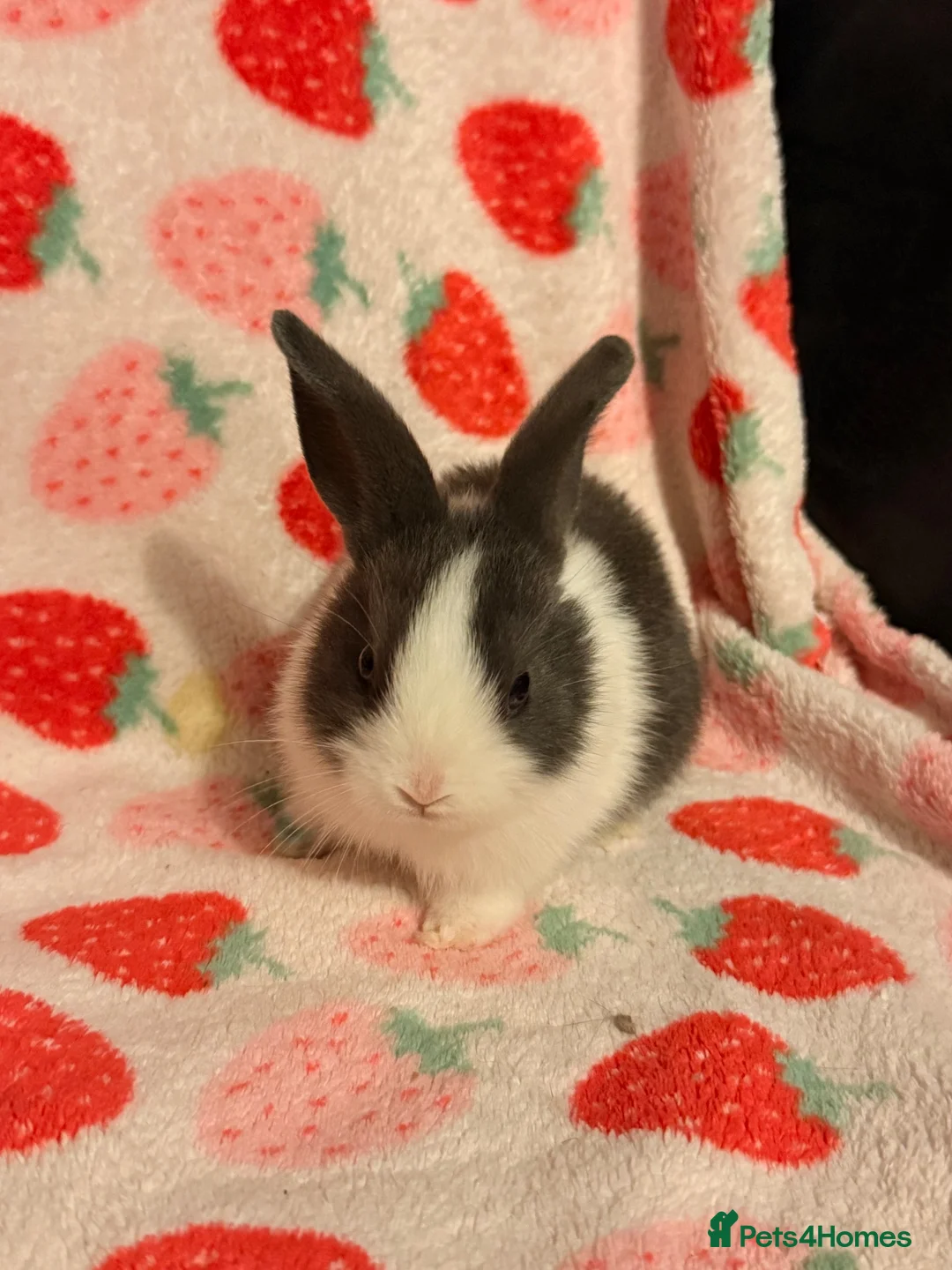 Dutch rabbits for sale: Dutch lops ready to reserve  - Advert 12