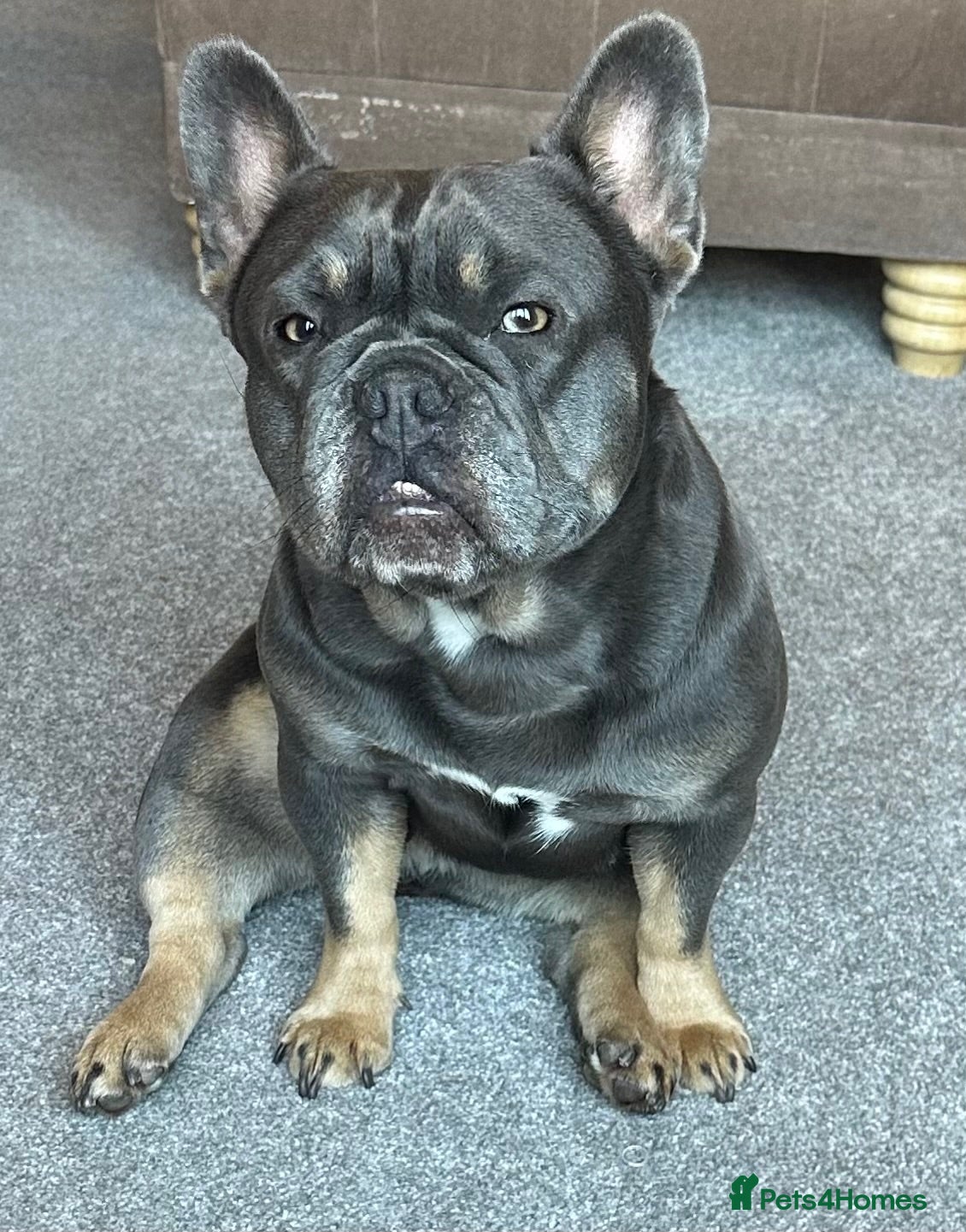 French Bulldog dogs L4 FLUFFY FRENCH BULLDOG PUPPIES — 2 AVAILABLE  - Advert 1