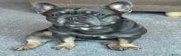 French Bulldog dogs for sale: L4 FLUFFY FRENCH BULLDOG PUPPIES — 2 AVAILABLE  - Advert 1