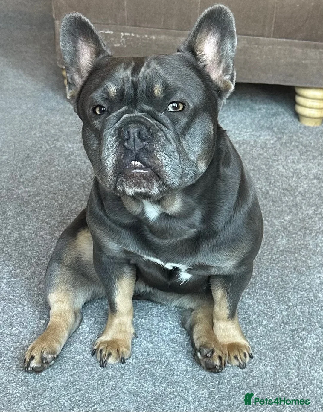 French Bulldog dogs for sale: L4 FLUFFY FRENCH BULLDOG PUPPIES — 2 AVAILABLE  - Advert 1