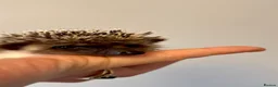 Pygmy Hedgehog rodents for sale: Adorable African Pygmy Hedgehog Babies Male Female - Advert 7