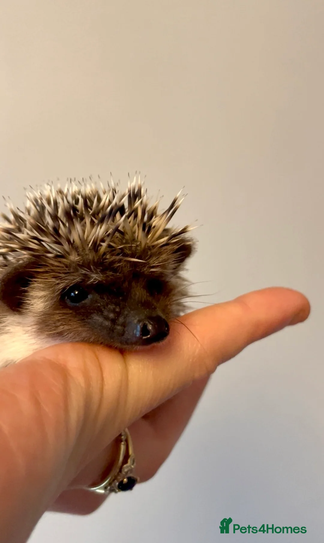 Pygmy Hedgehog rodents for sale: Adorable African Pygmy Hedgehog Babies Male Female - Advert 8