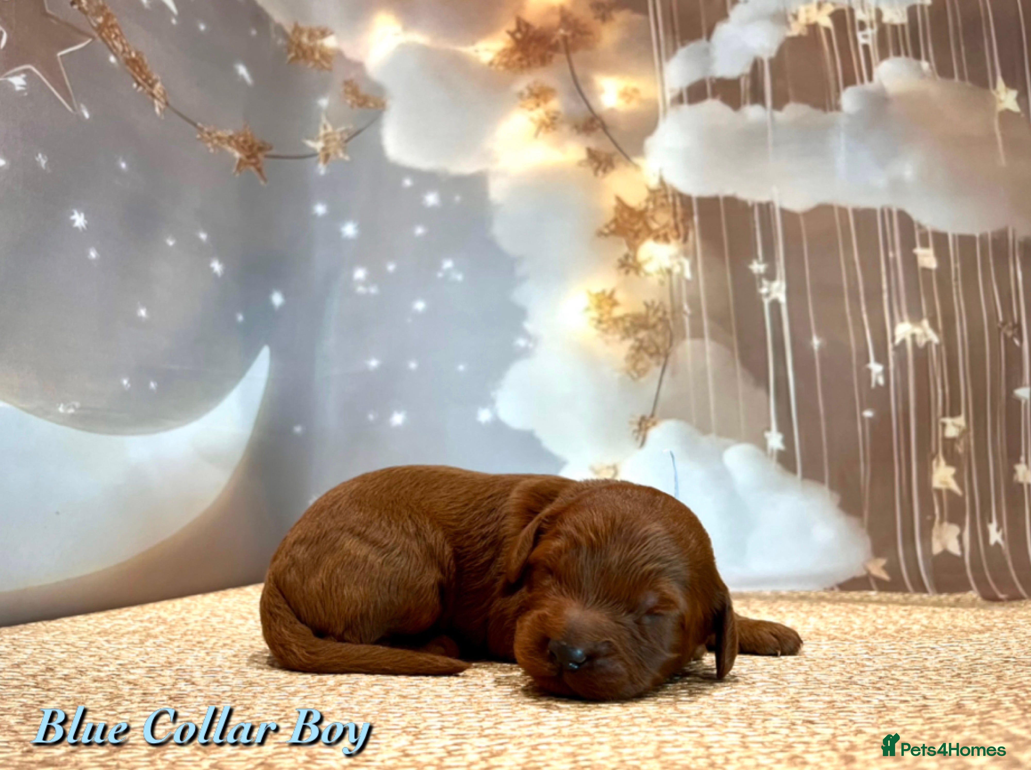 Cockapoo dogs 🌟Red F1BB Hypoallergenic DNA CLEAR Mini Cockapoos - Advert 5