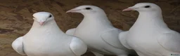 Pigeons birds for sale: White racing Pigeons ,long distance (Debar) - Advert 1