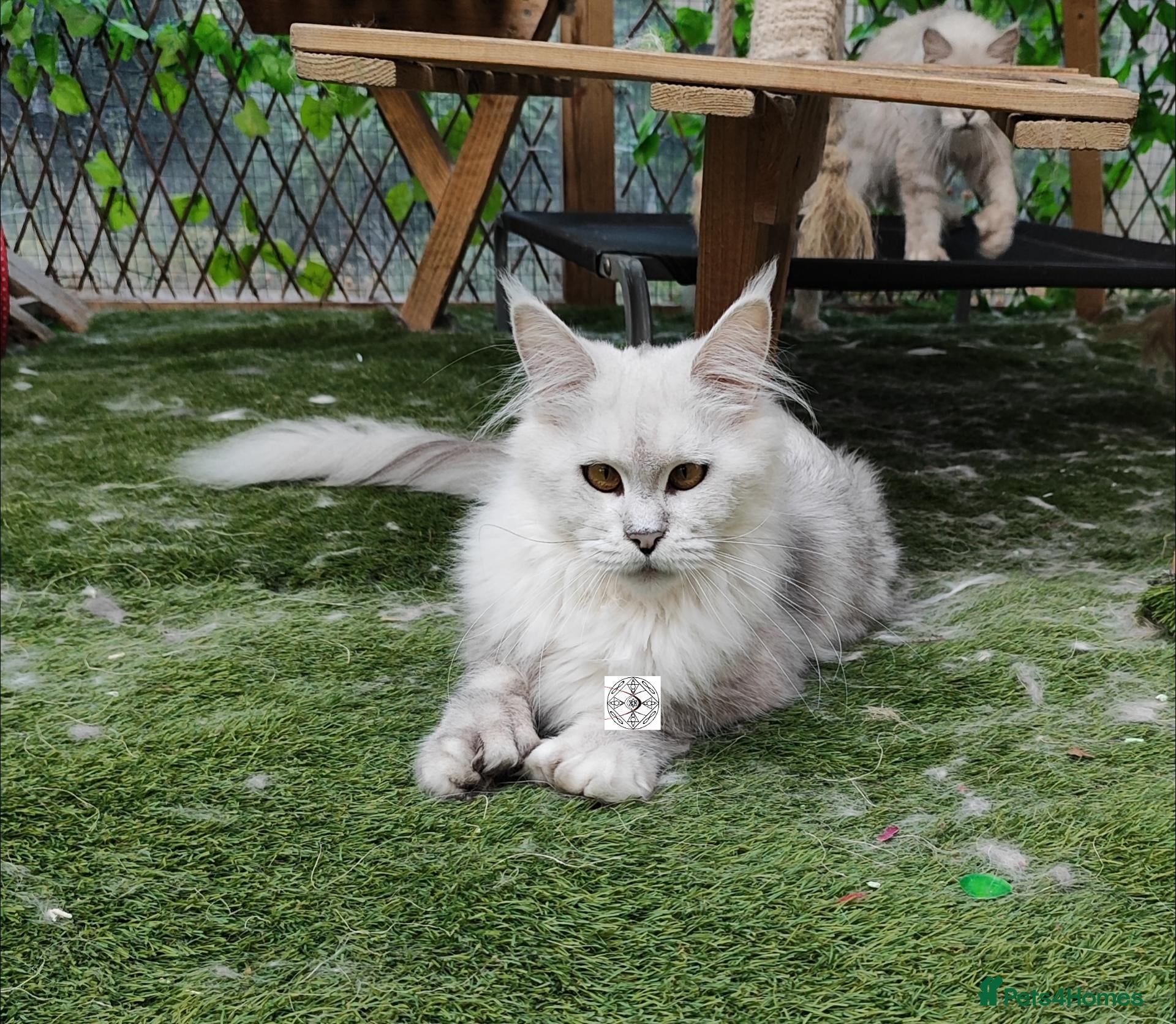 Maine Coon cats Gorgous maine coon polidactyl girl ❤️ - Advert 2