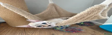 Bengal 1