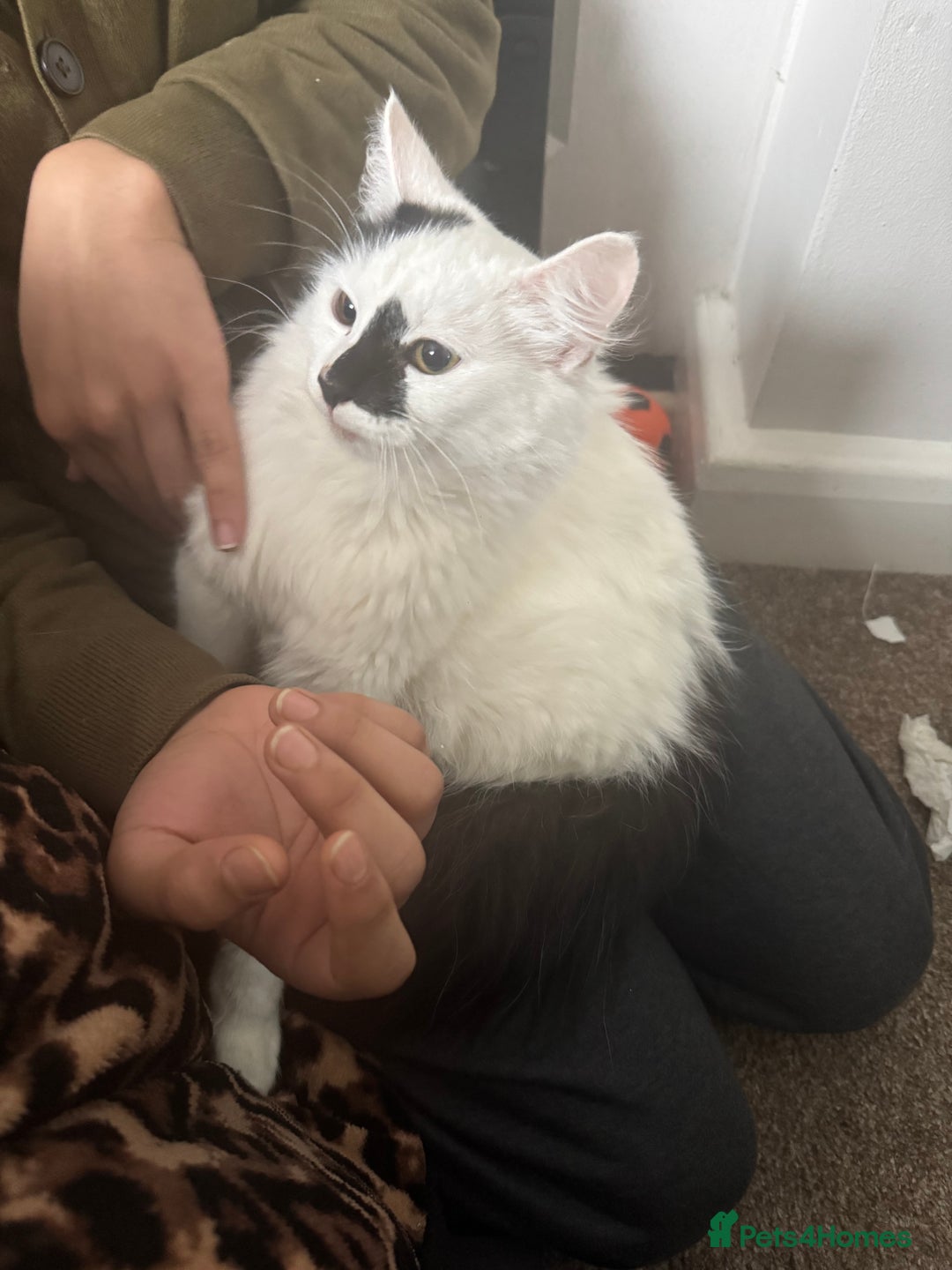 Turkish Angora cats for sale: Turkish angora kitten - Advert 2