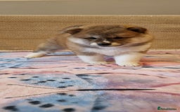 Japanese Shiba Inu dogs for sale: Beautiful Japanese Shiba Inu Puppies - Image 19