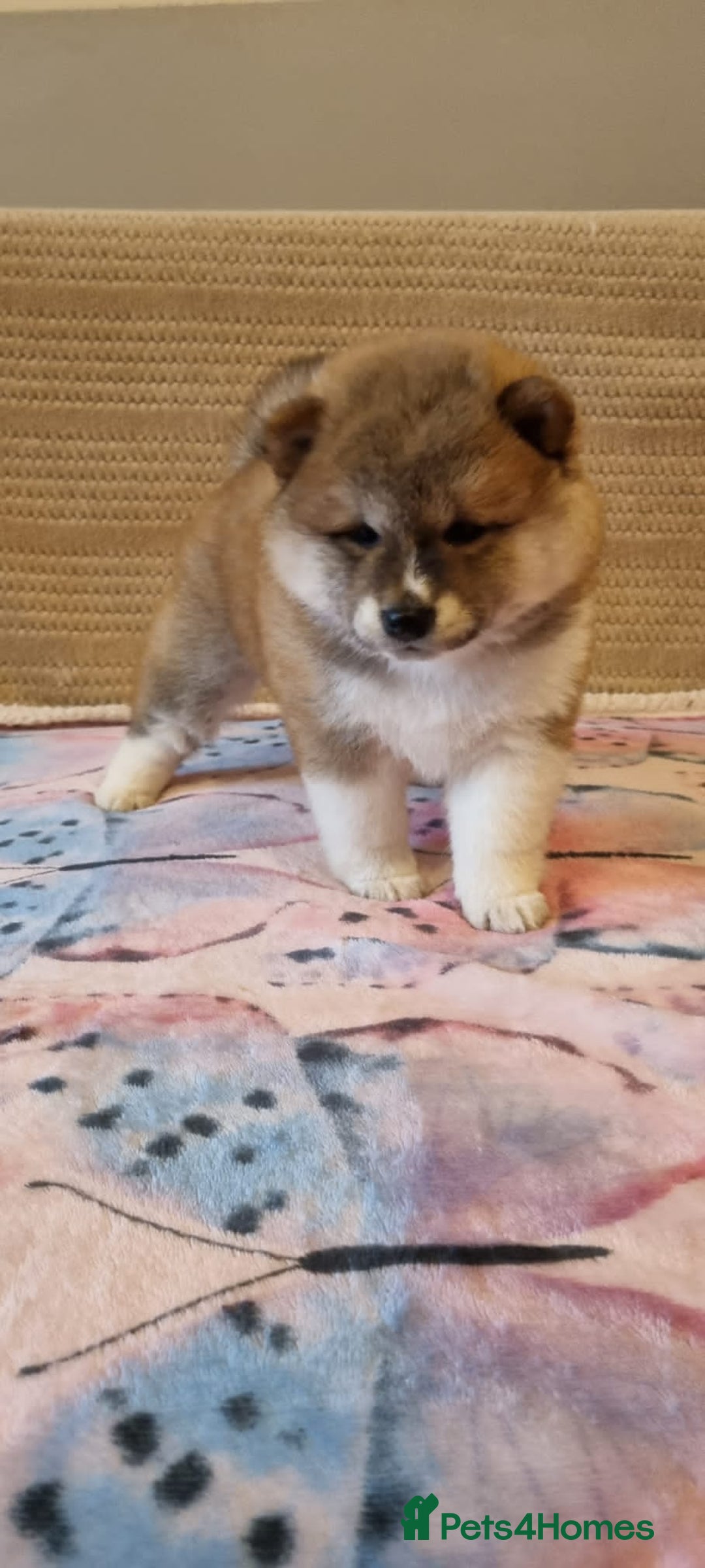 Japanese Shiba Inu dogs for sale: Beautiful Japanese Shiba Inu Puppies - Image 19
