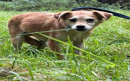 Mixed Breed dogs for adoption: Geoffrey - Kings Lynn Norfolk  - Image 4