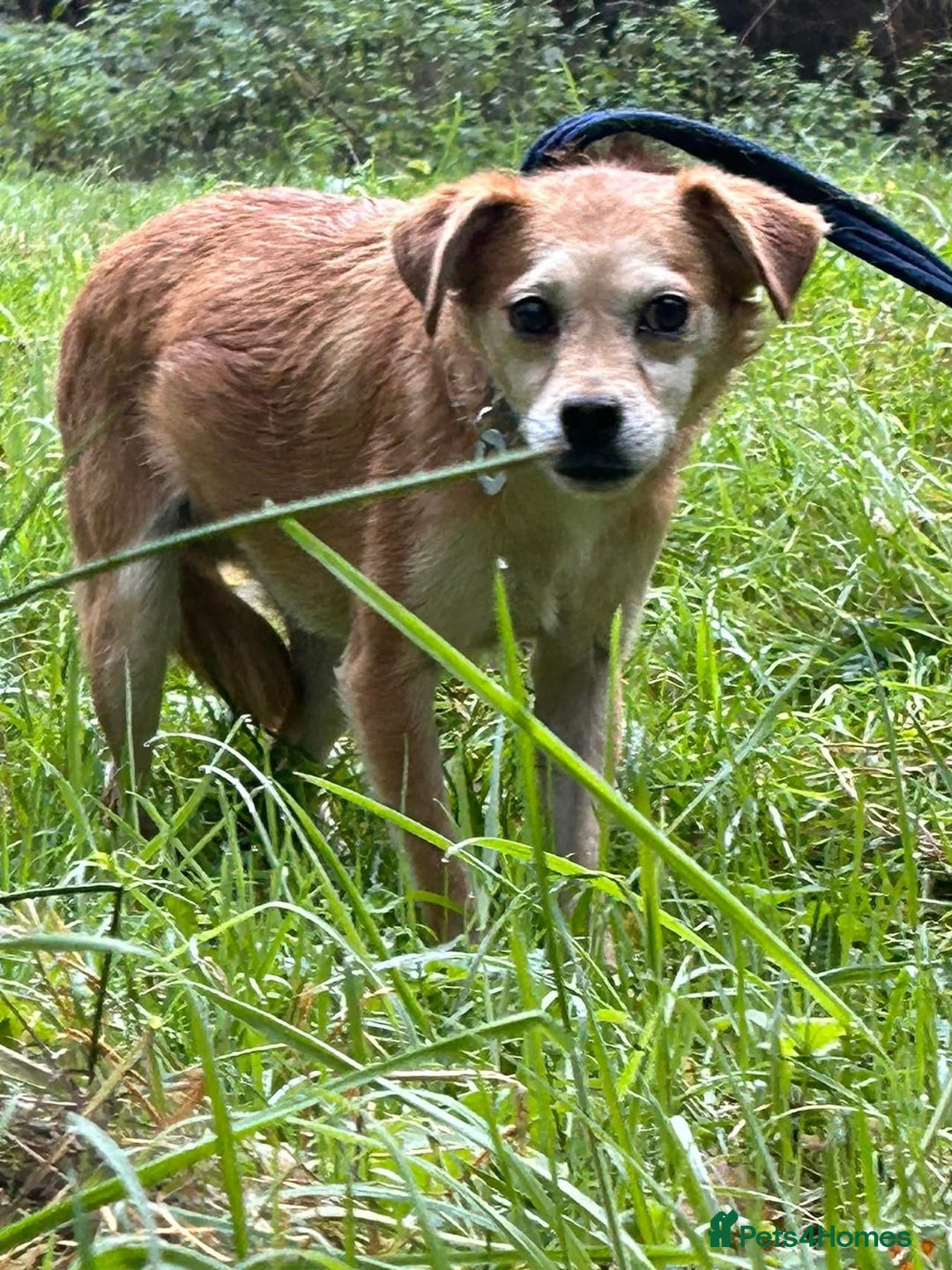 Mixed Breed dogs for adoption: Geoffrey - Kings Lynn Norfolk  - Image 4