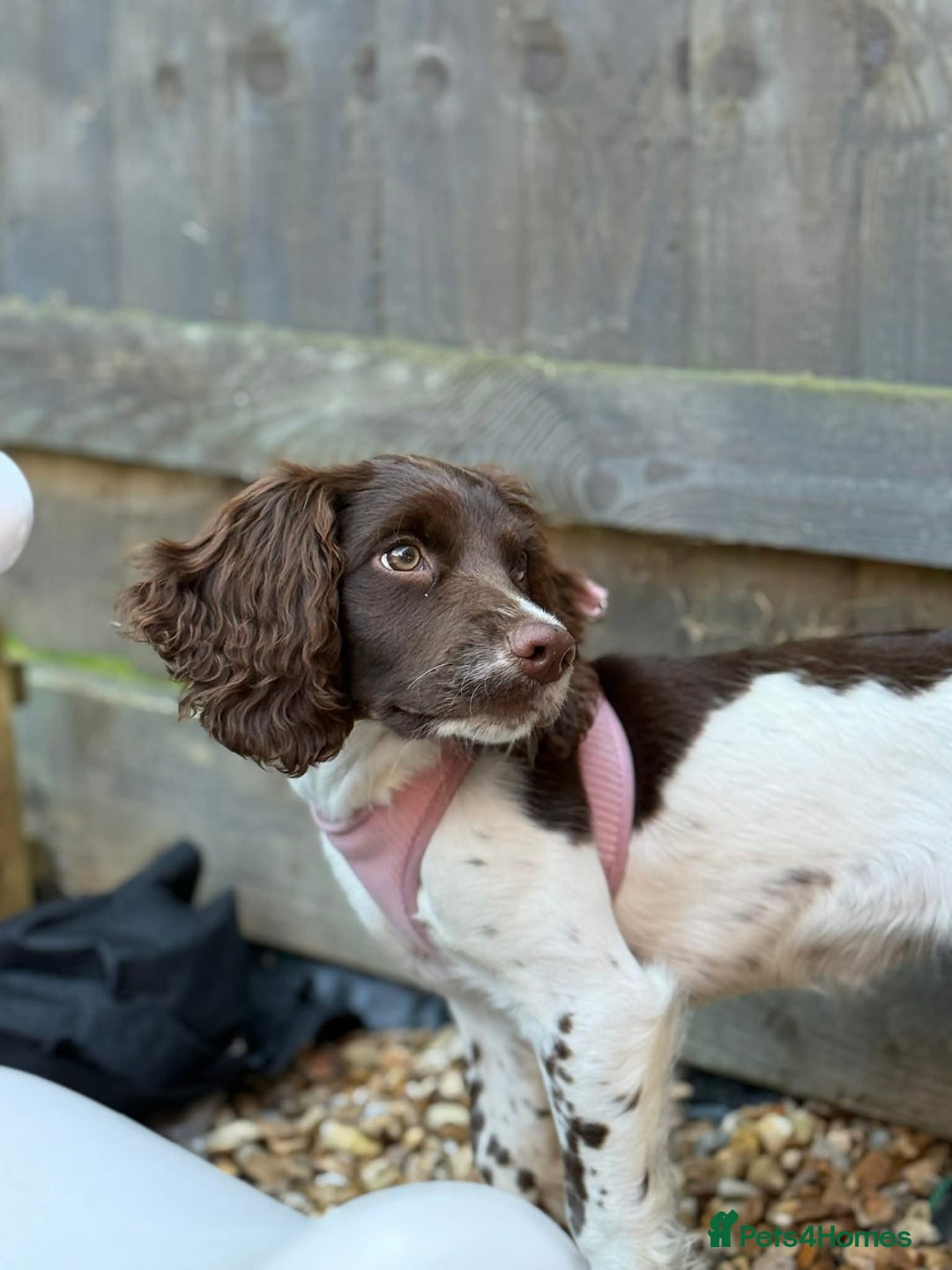 English Springer Spaniel dogs for sale: Very reluctant sale - Advert 4