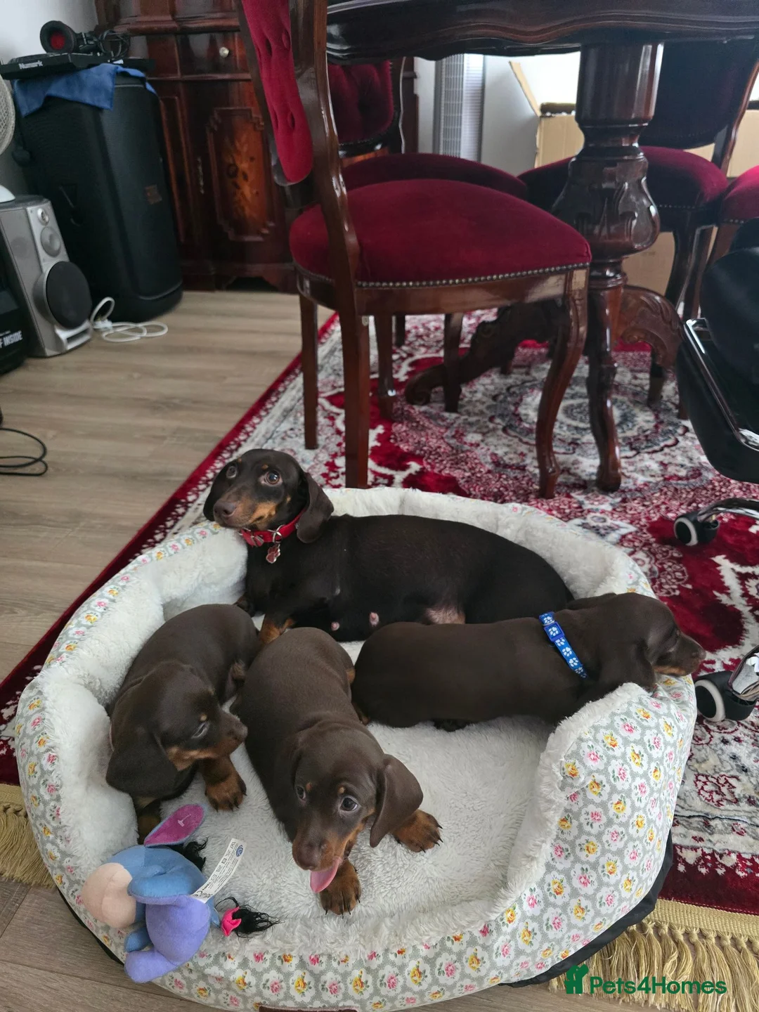 Miniature Dachshund dogs for sale: Miniature dachshund - Advert 6