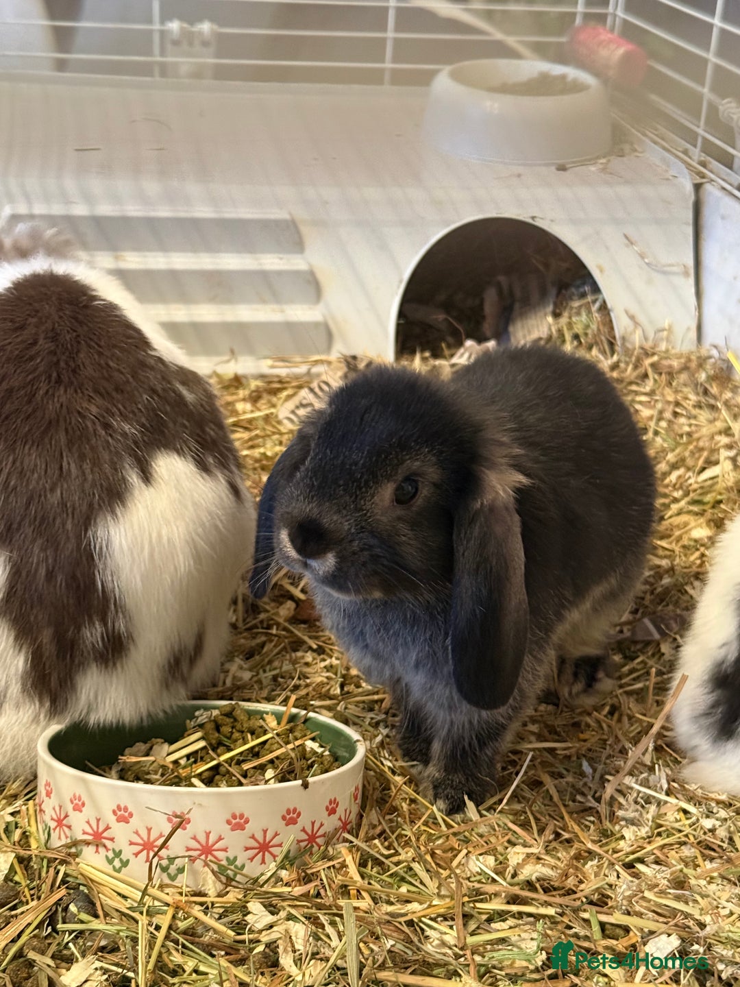 Mini Lop rabbits for sale: Two mini lop rabbits  - Advert 10