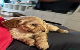 Cavapoo dogs for sale: Cavapoo puppies 1 male 1 female left - Image 9