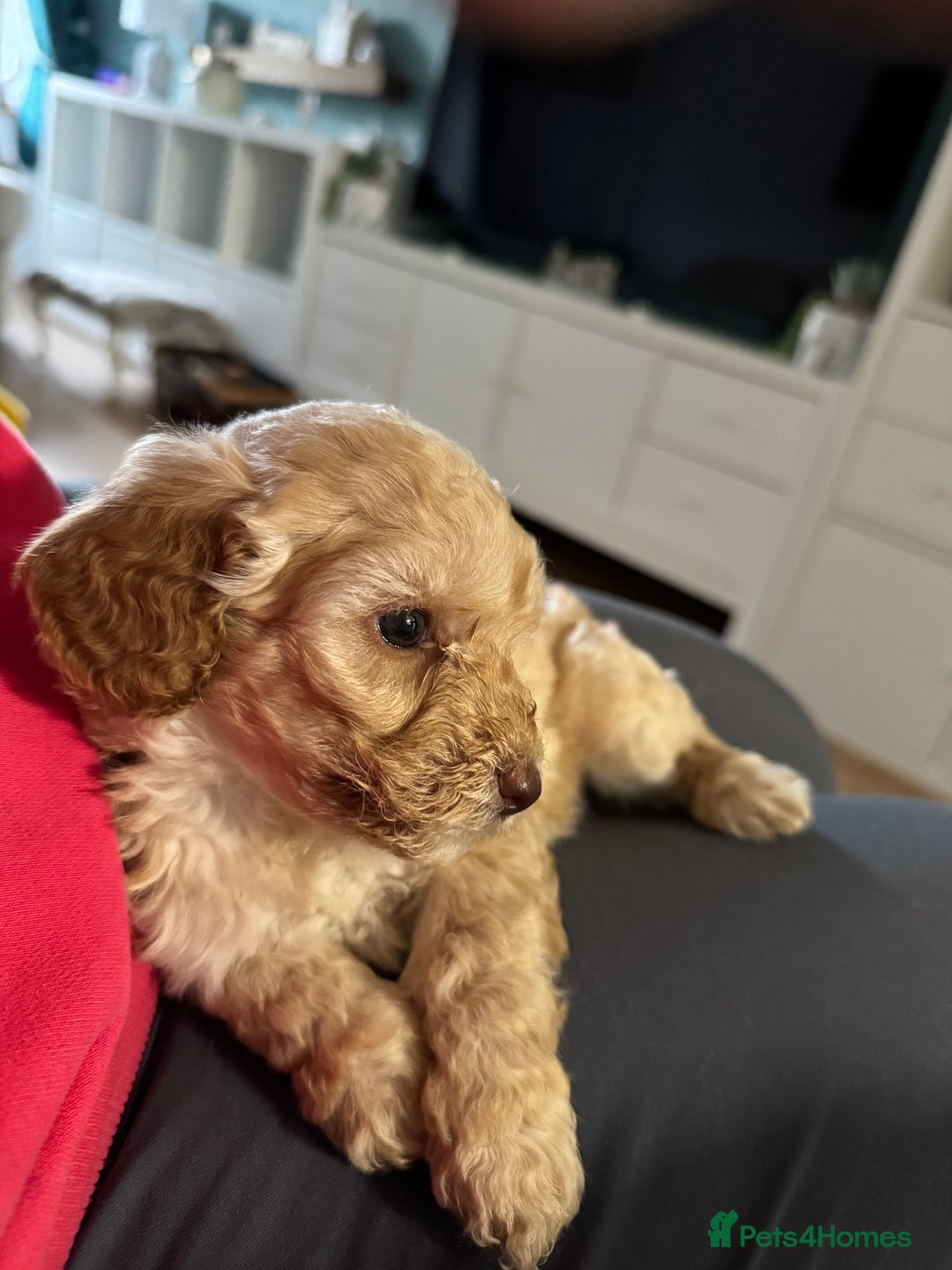 Cavapoo dogs for sale: Cavapoo puppies 1 male 1 female left - Image 9