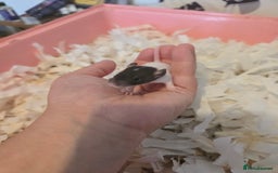 Rat rodents for sale: Male and female rats for sale - Image 6