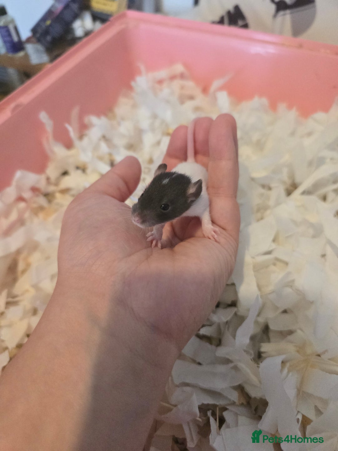 Rat rodents for sale: Male and female rats for sale - Image 6