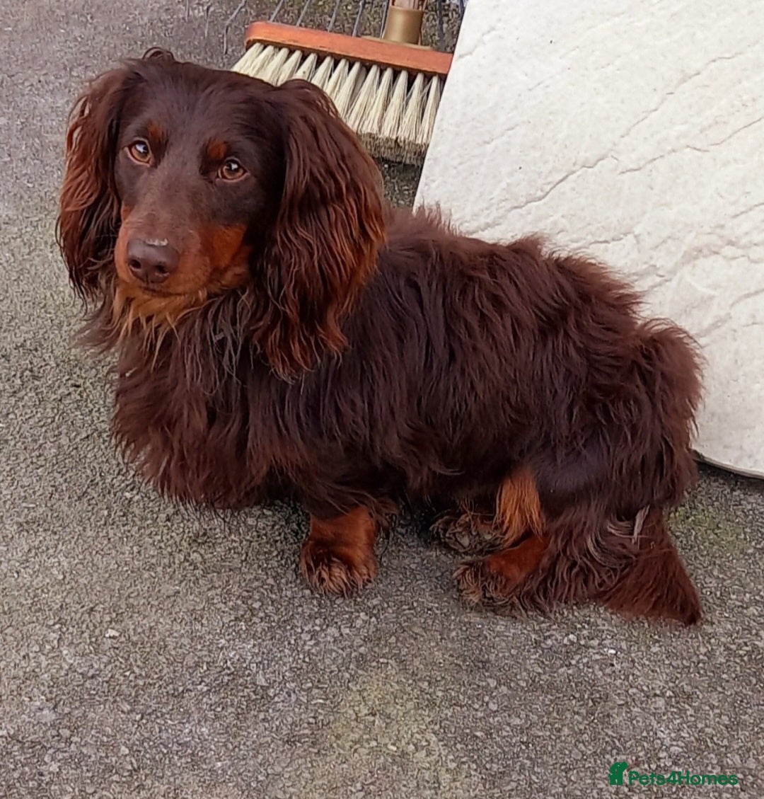 Dachshund dogs for stud: Dash  - Advert 3