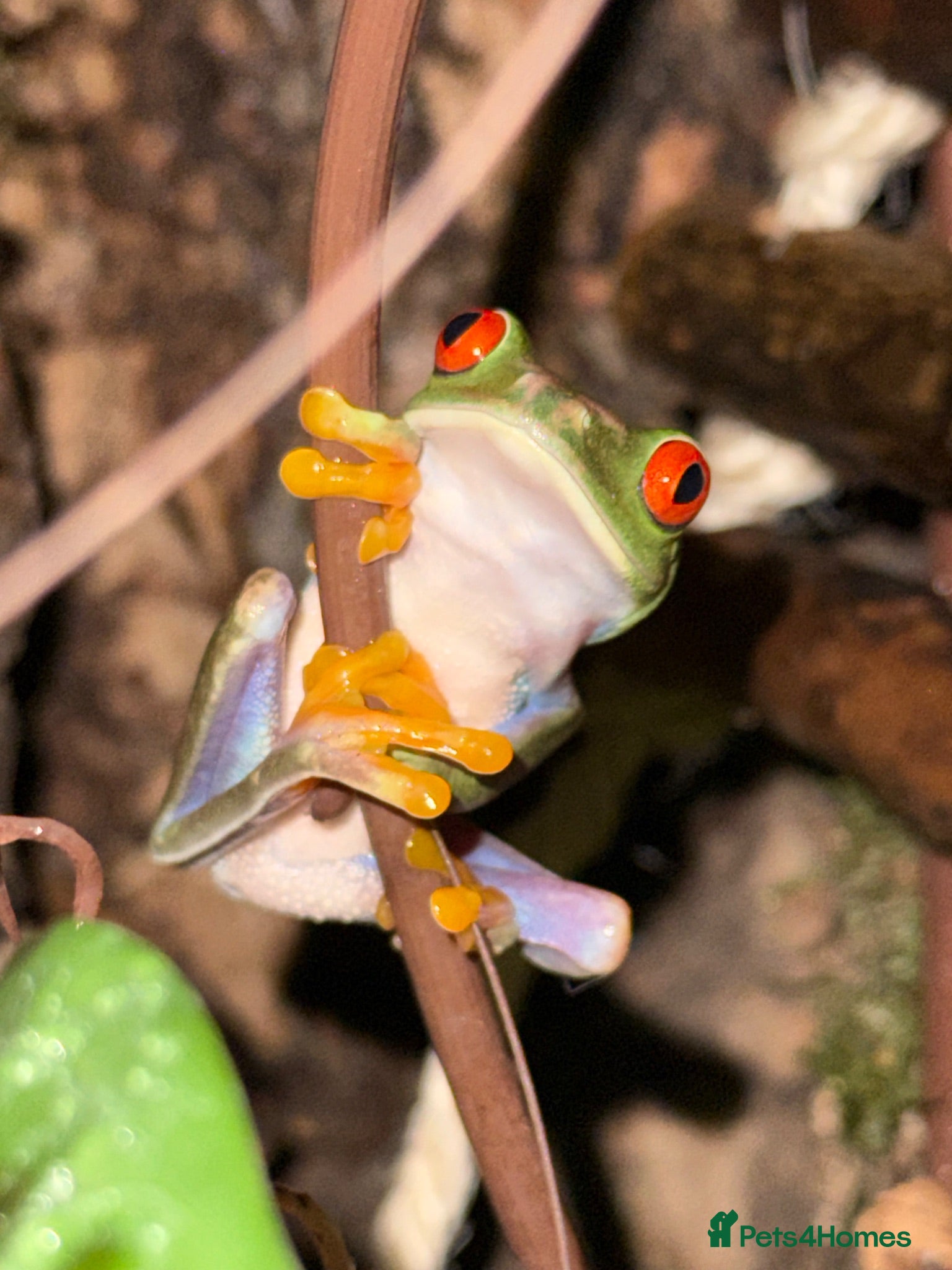 Frog reptiles Red Eye Tree Frog & Bio Active Enclosure - Advert 1