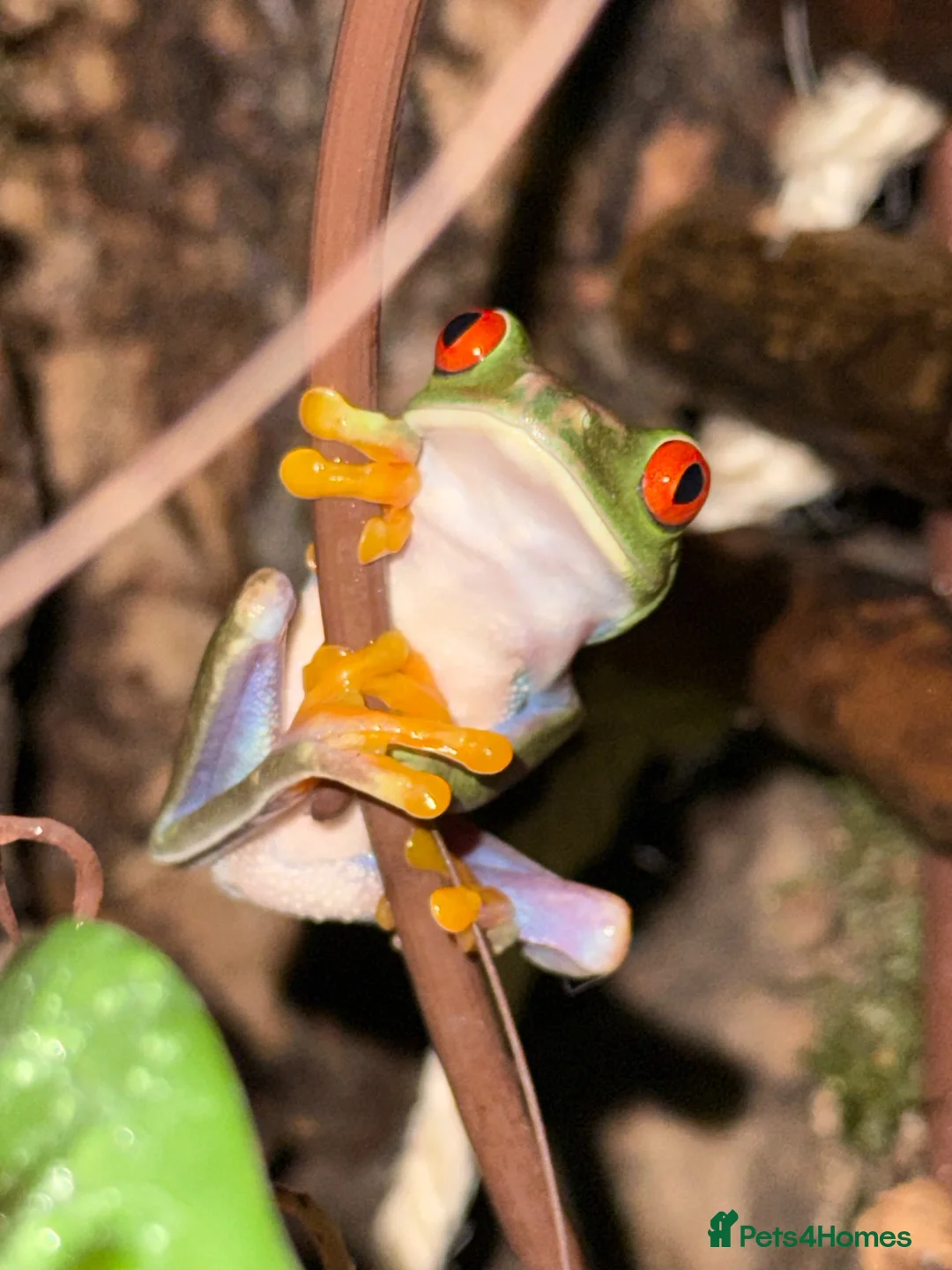 Frog reptiles for sale: Red Eye Tree Frog & Bio Active Enclosure in Bacup - Advert 1