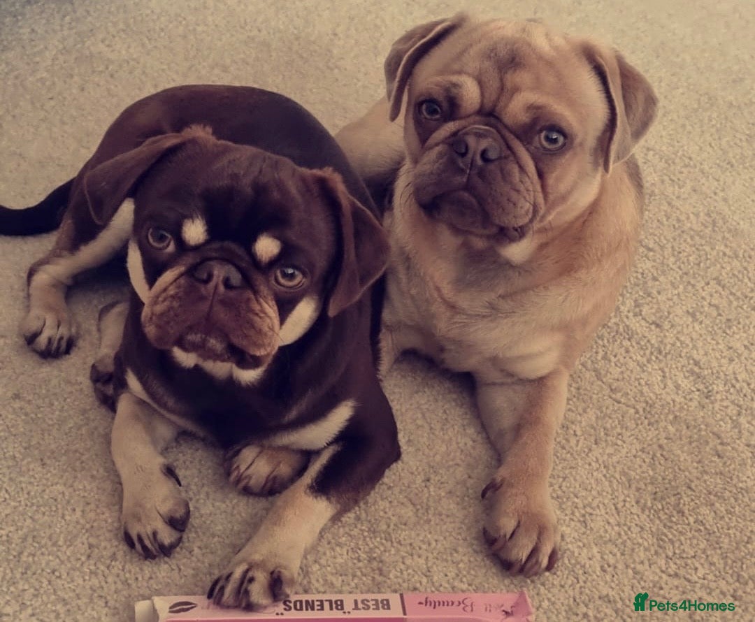 Pug dogs KC Lilac fawn pug for stud in Cockermouth - Advert 20