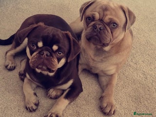 Pug dogs in Cockermouth - Advert 1