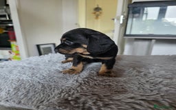 Mixed Breed dogs for sale: Dachshund x terrier puppys - Image 4