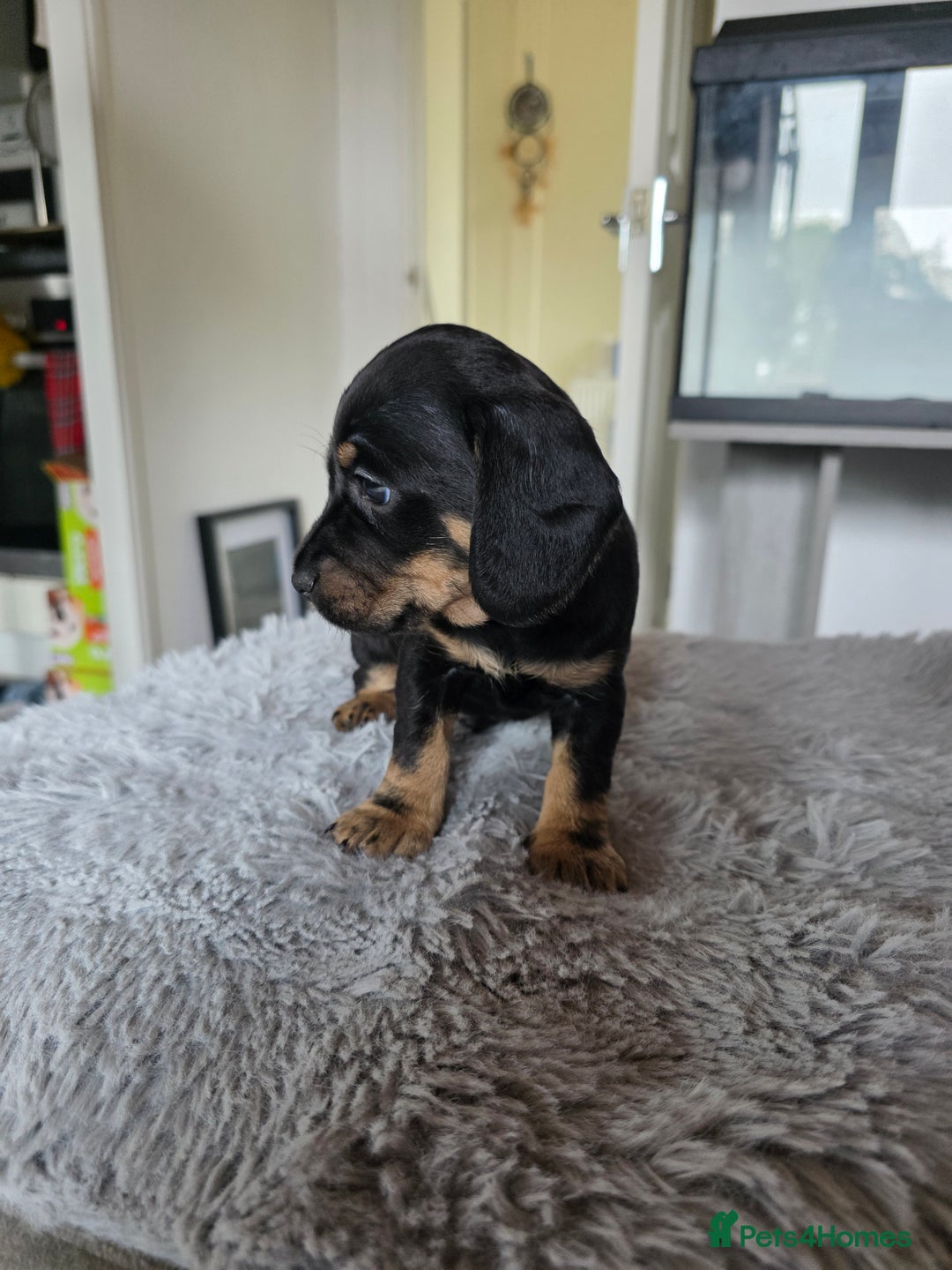 Mixed Breed dogs for sale: Dachshund x terrier puppys - Image 4