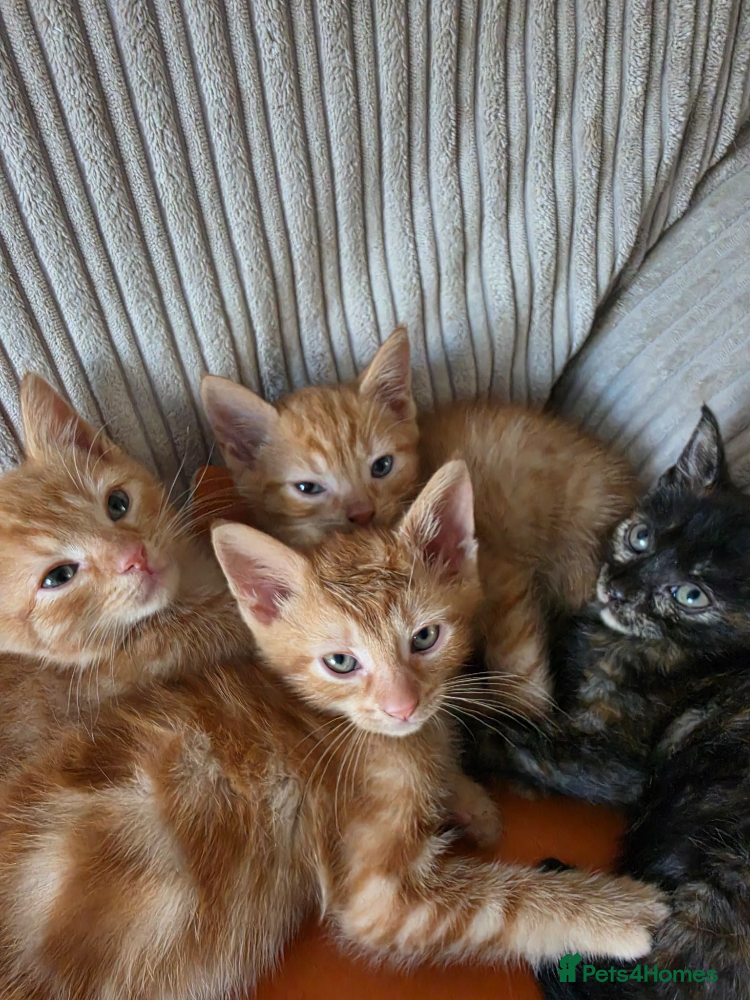 Domestic Shorthair cats 😸 Kittens 😸  - Advert 1