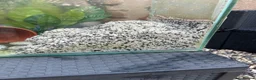 Fancy Goldfish fish for sale: Big fish tank and all accessories - Advert 3