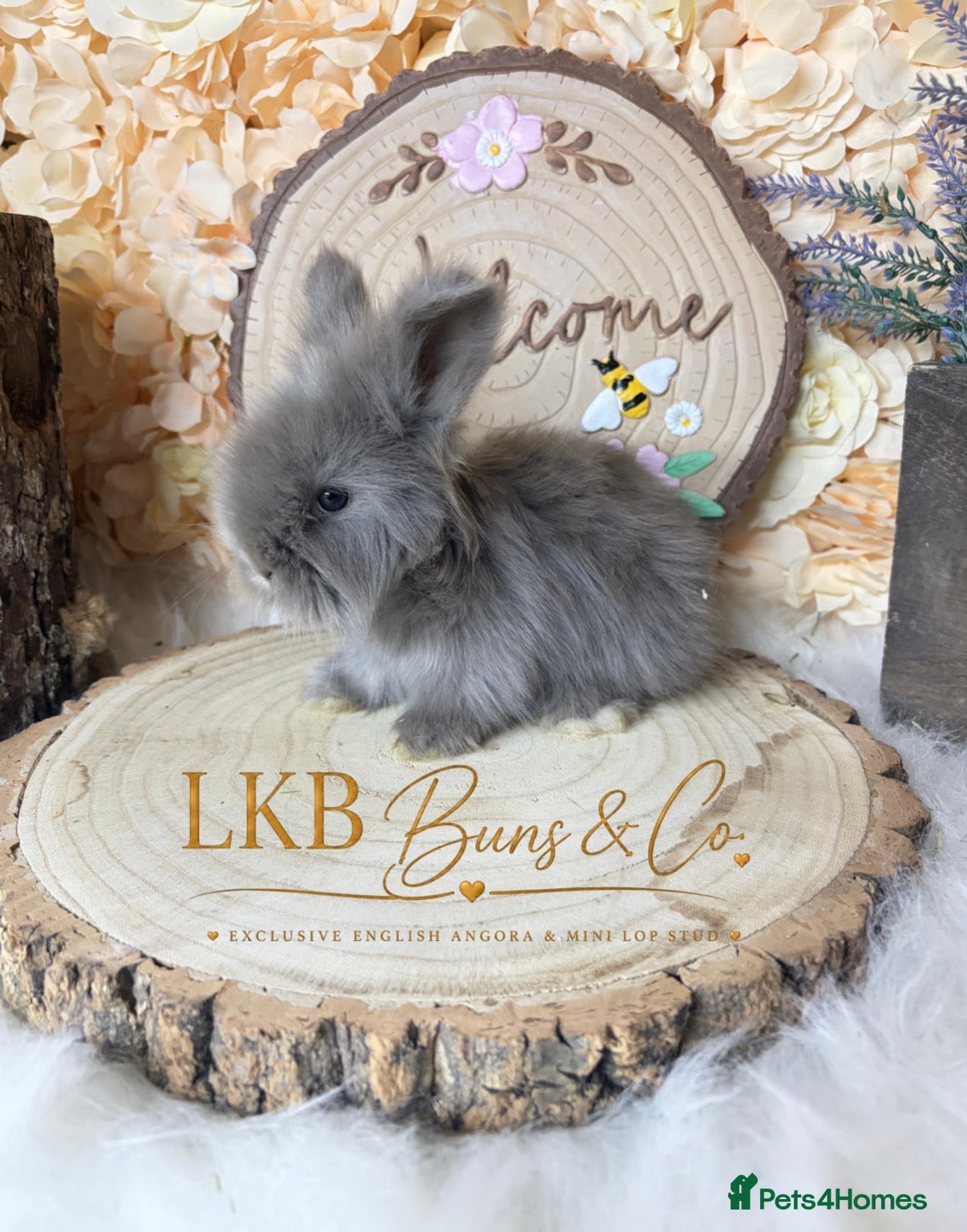 Angora rabbits 🌟 PEDIGREE ENGLISH ANGORA 🌟 - Advert 2