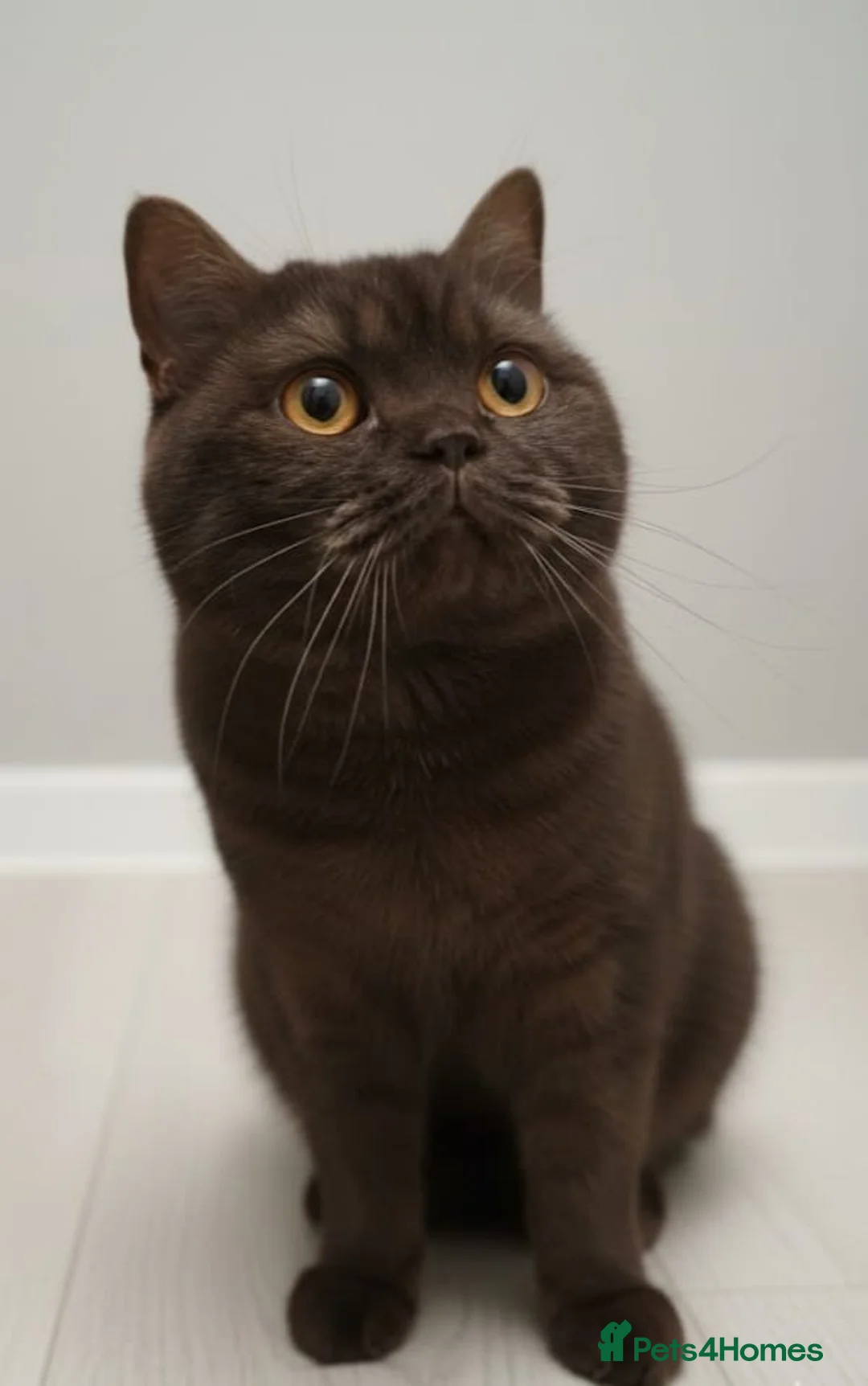 British Shorthair cats for sale: Chocolate BSH male active reg stud  - Advert 4