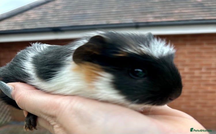 Guinea Pig rodents Gorgeous baby Guineapigs  - Advert 13