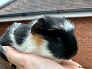 Guinea Pig rodents Gorgeous baby Guineapigs - Advert 3