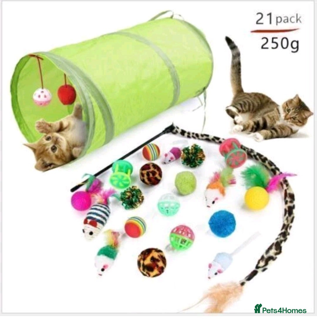 Mixed Breed cats for sale: Cute kittens for sale with goodie bag - Image 13