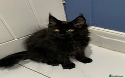 Maine Coon cats for stud: Proven GCCF & TICA Black Smoke stud in Bolton - Image 17
