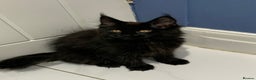 Maine Coon cats for stud: Proven GCCF & TICA Black Smoke stud in Bolton - Advert 18