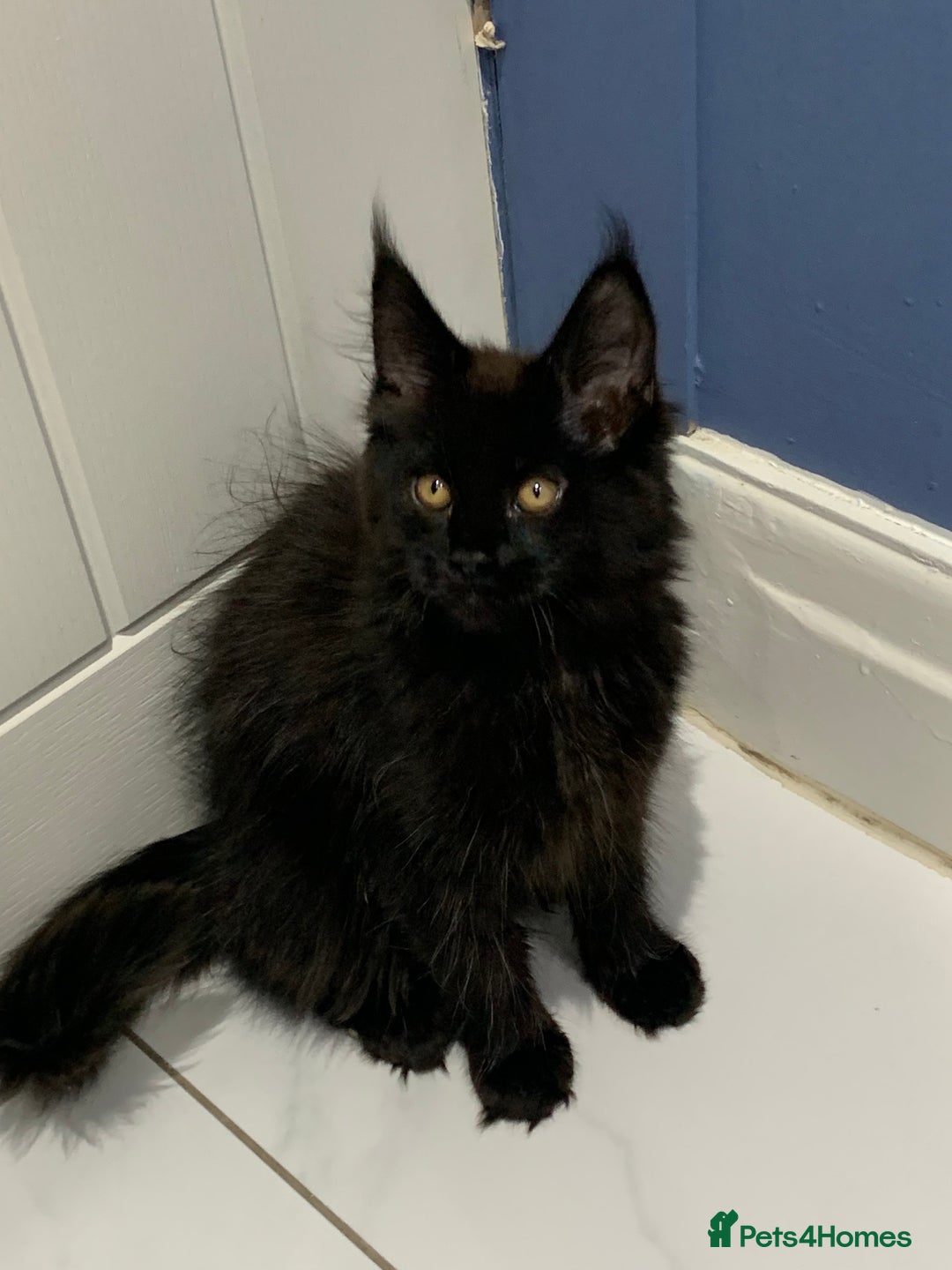 Maine Coon cats for stud: Proven GCCF & TICA Black Smoke stud in Bolton - Image 17