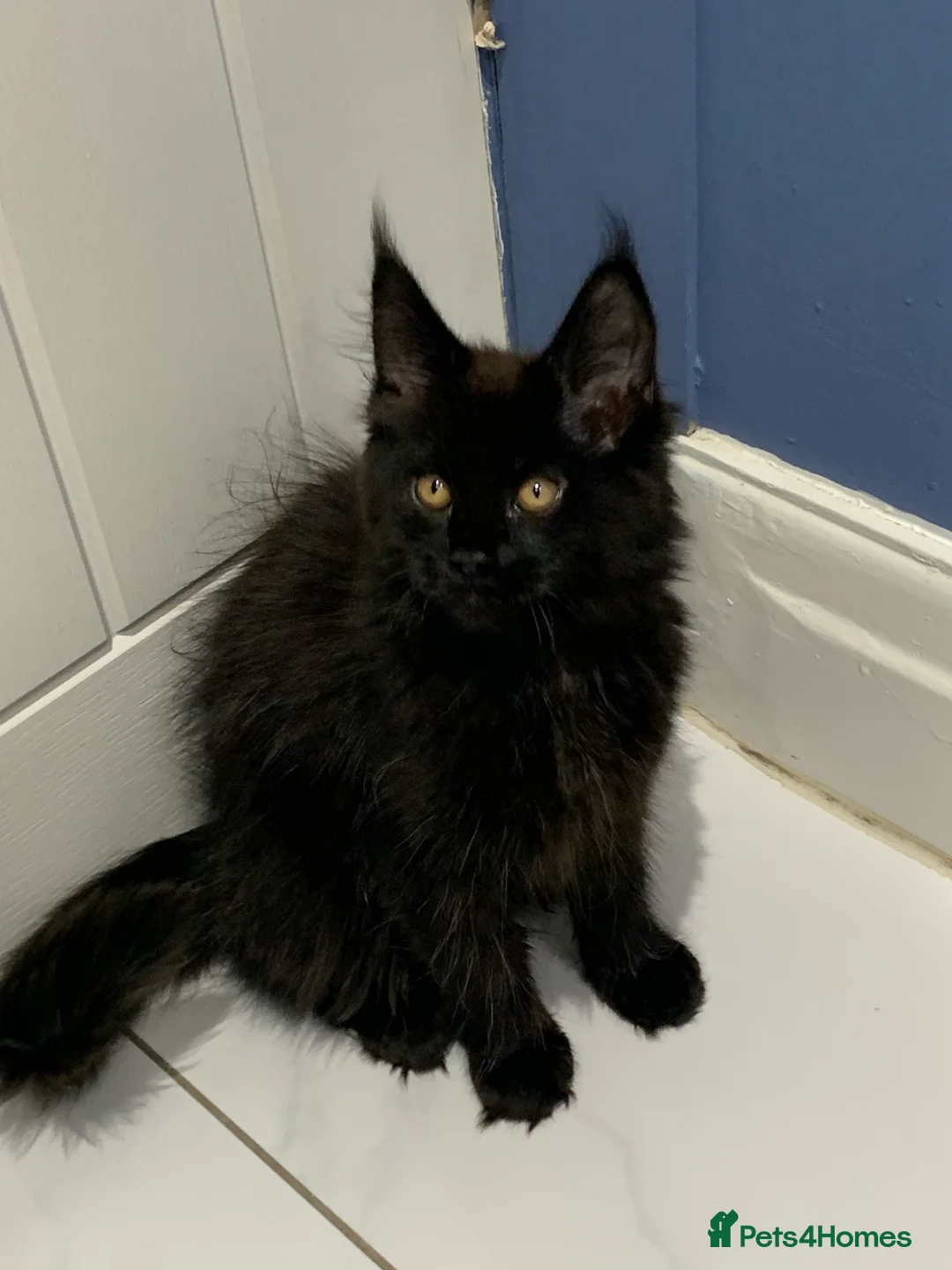 Maine Coon cats for stud: Proven GCCF & TICA Black Smoke stud in Bolton - Advert 18