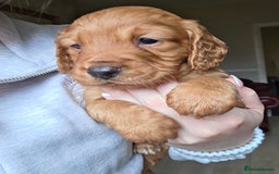 Cocker Spaniel dogs for sale: Working Cocker Spanial Puppies - Image 7
